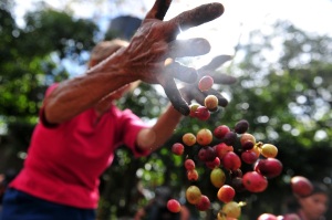 A worker collects coffee beans at a farm in Cuatro Esquinas, on the outskirts of Diriamba some 32 km south from Managua, on January 17, 2013. Central America, one of main producers of the best Arabica Coffee, is analyzing to take measures to combat the Roya (Puccinia graminis) blight already threatening more than one third of the grain crop, one of the region's major export items.   AFP PHOTO/Hector RETAMAL
